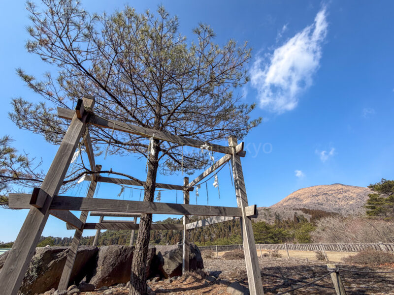 tree at old kirishima site in kagoshima