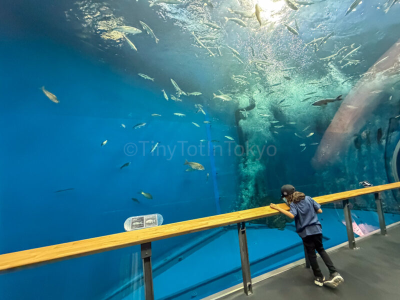 a child looking at fish at Lake Biwa museum