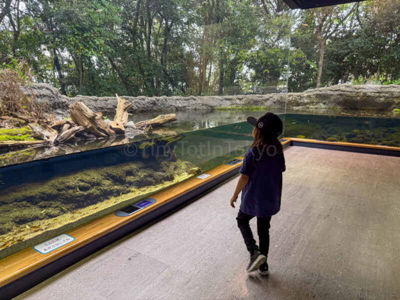 a child looking at fish at lake biwa museum in Shiga