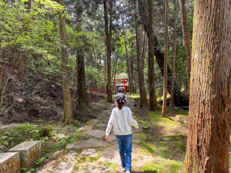 a child amongst some massive trees at Ishiyamadera in Shiga