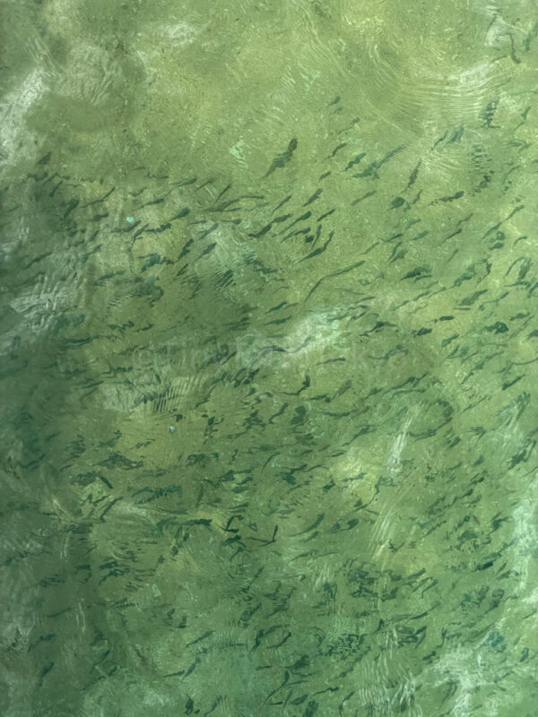fish at angel pier at fusaki beach resort ishigaki