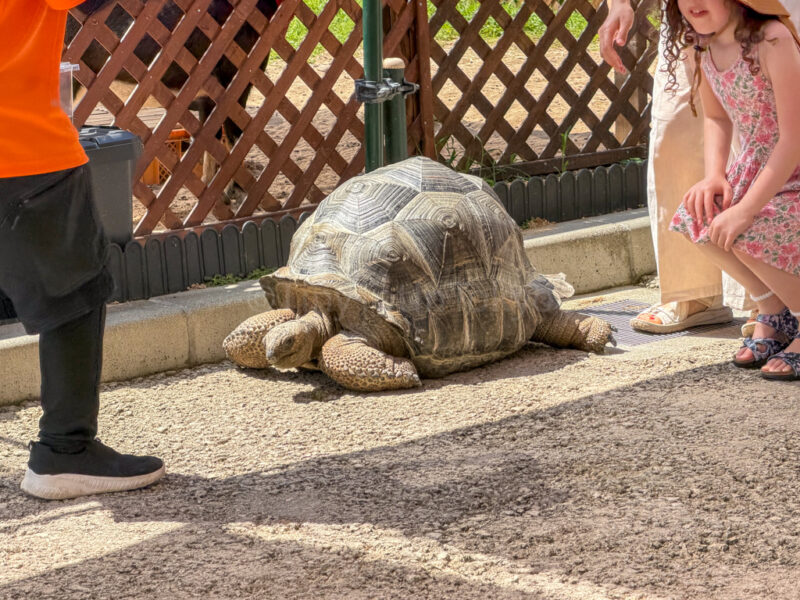tortoise at fusaki beach resort ishigaki