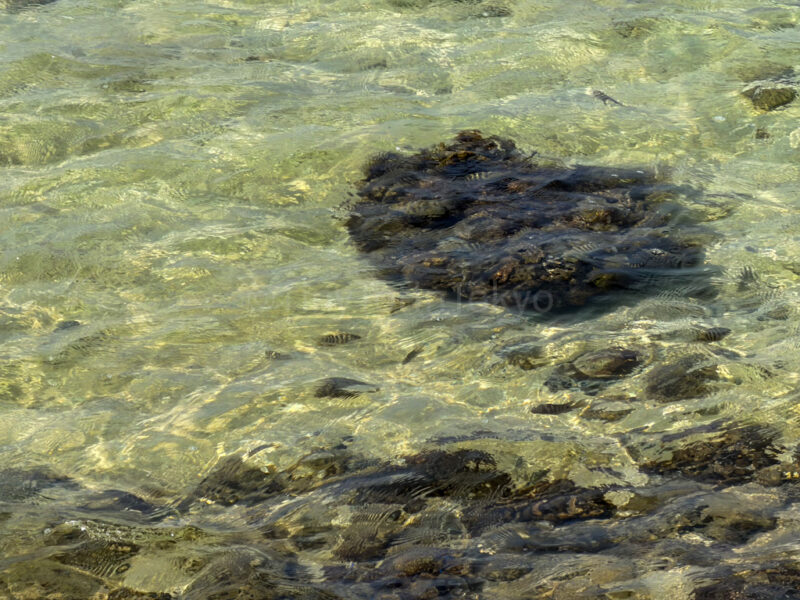 fish at maesato beach in ANA InterContinental Ishigaki Resort