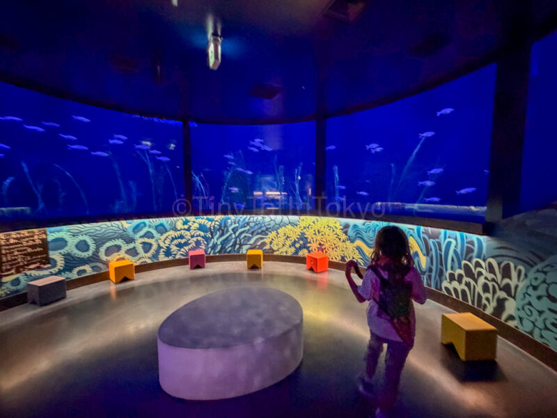 a child looking at fish at nagoya sea life aquarium