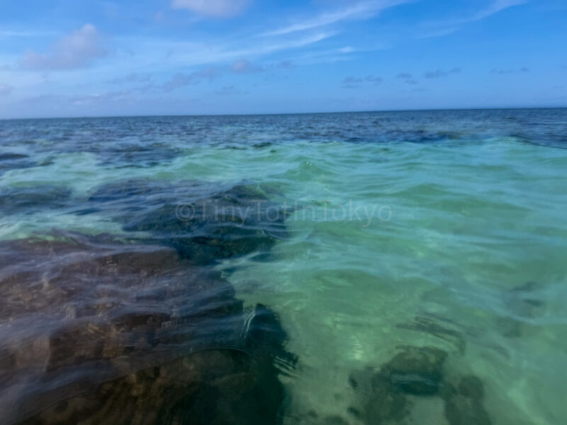 coral at aragusuku beach in Miyakojima