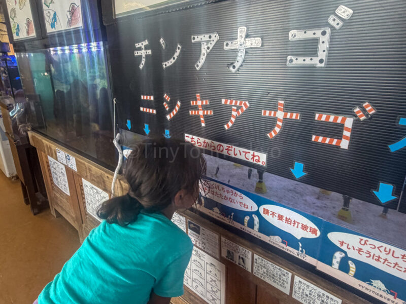 a child looking at fish in miyakojima