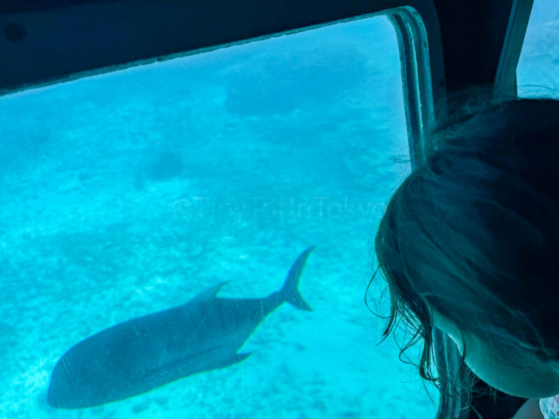 child looking at a fish on an underwater boat tour in Miyakojima