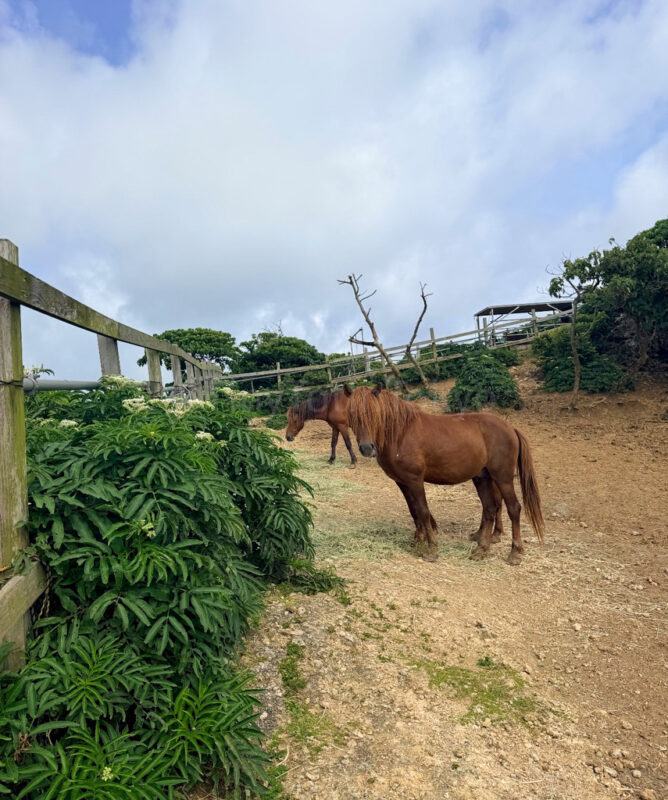 Miyakojima Horses 