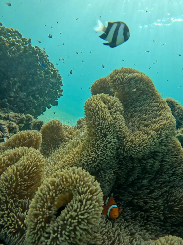 fish at waiwai beach in Miyakojima 