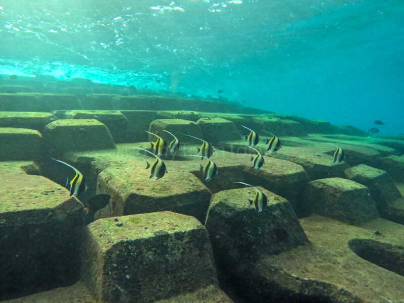 fish at waiwai beach in miyakojima