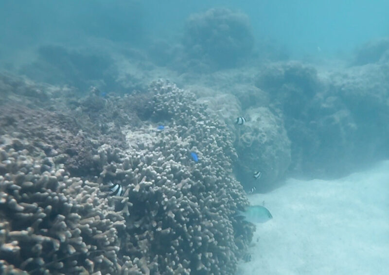 fish seen while snorkeling in aragusuku beach in miyakojima