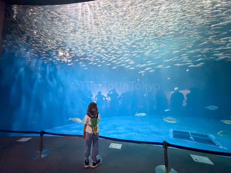 a child at Nagoya Aquarium
