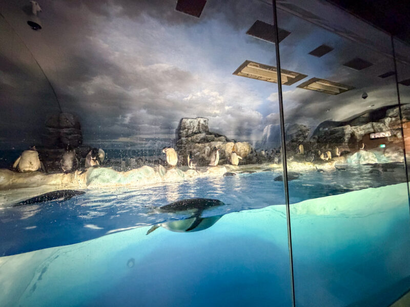 penguins at Nagoya Aquarium