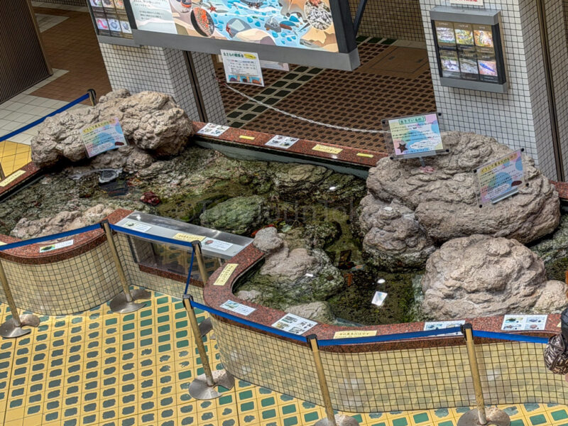 touch pool at Nagoya Aquarium