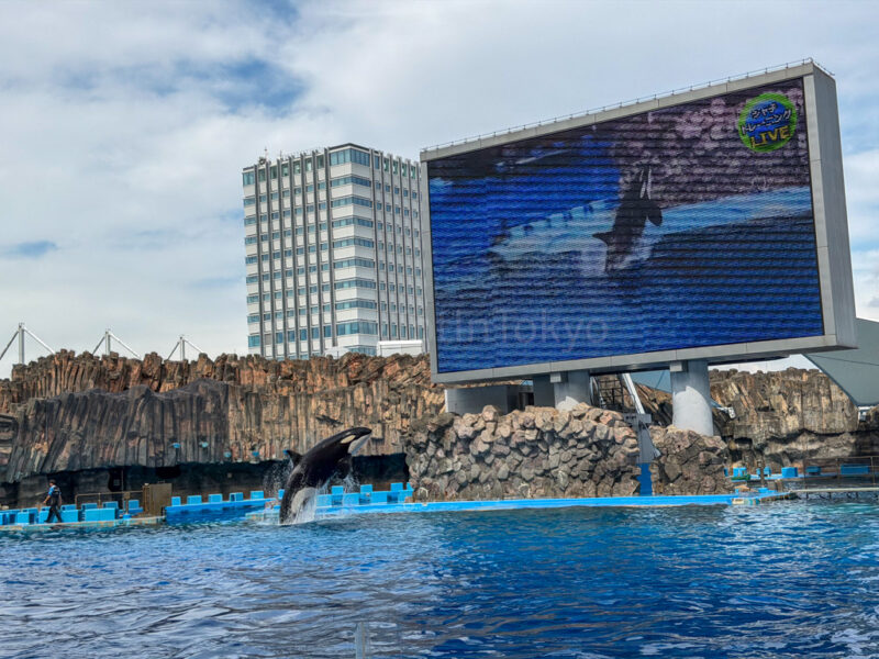 killer whale show at nagoya aquarium